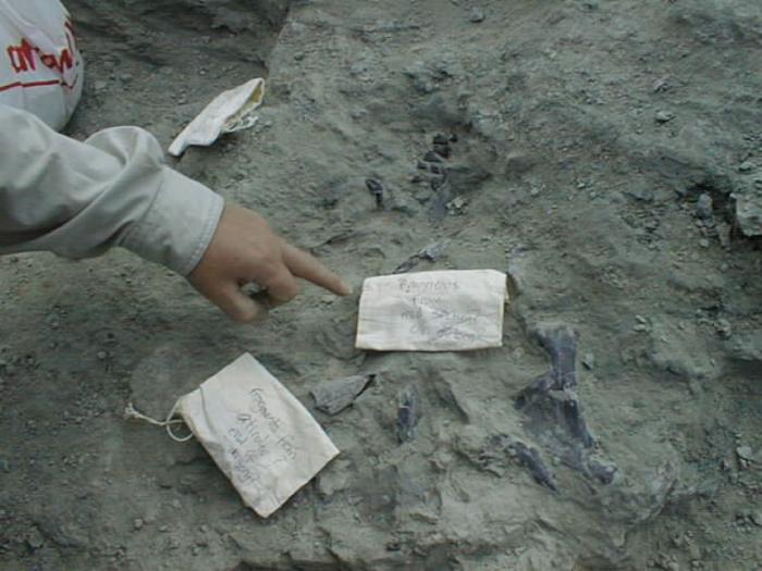 In situ skull bones