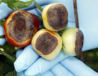 Blossom End Rot