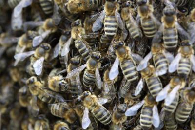 Pollination Demand