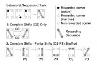 Schematic of the behavioral tasks