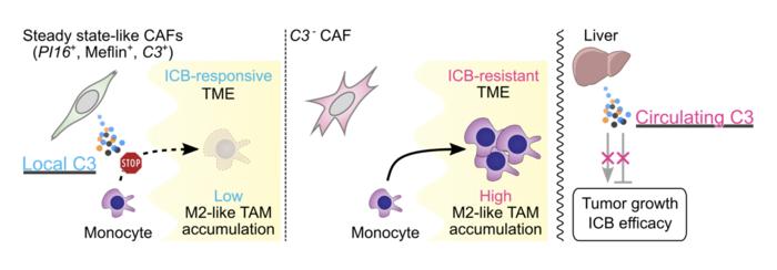 C3 protein in tumors helps cancer immunotherapy work