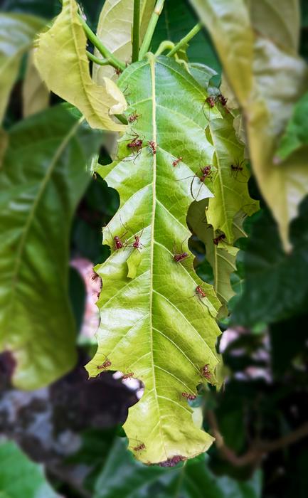 Leafcutter-ants on leaves