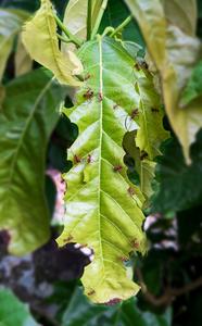 Leafcutter-ants on leaves
