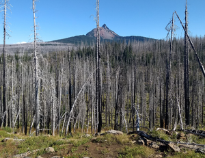 Burned forest