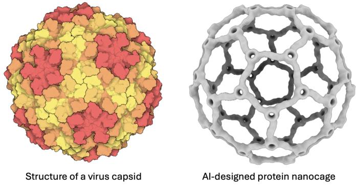 Comparison of natural viral shell structure and AI-designed protein nanocage