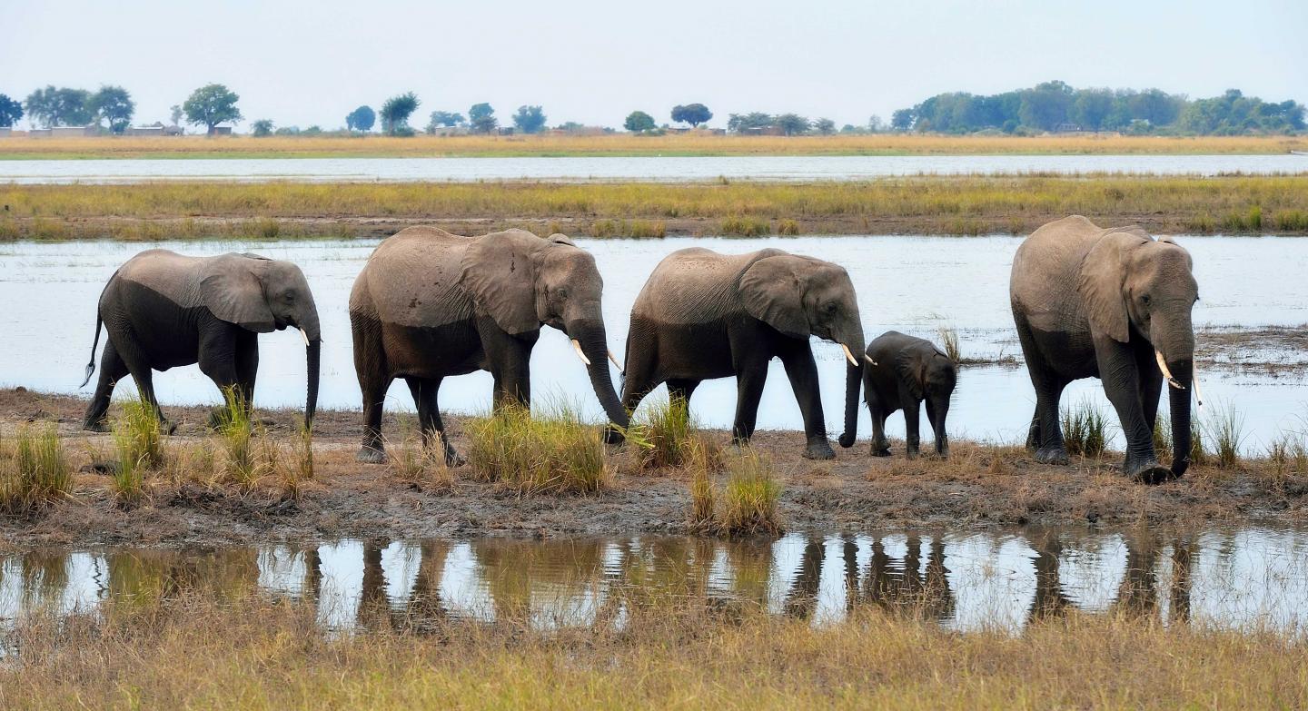 Elephants