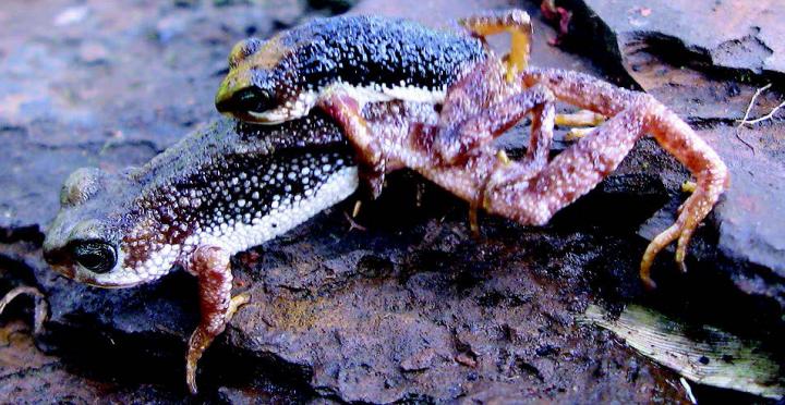 Mating Nimba Toads