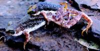Mating Nimba Toads
