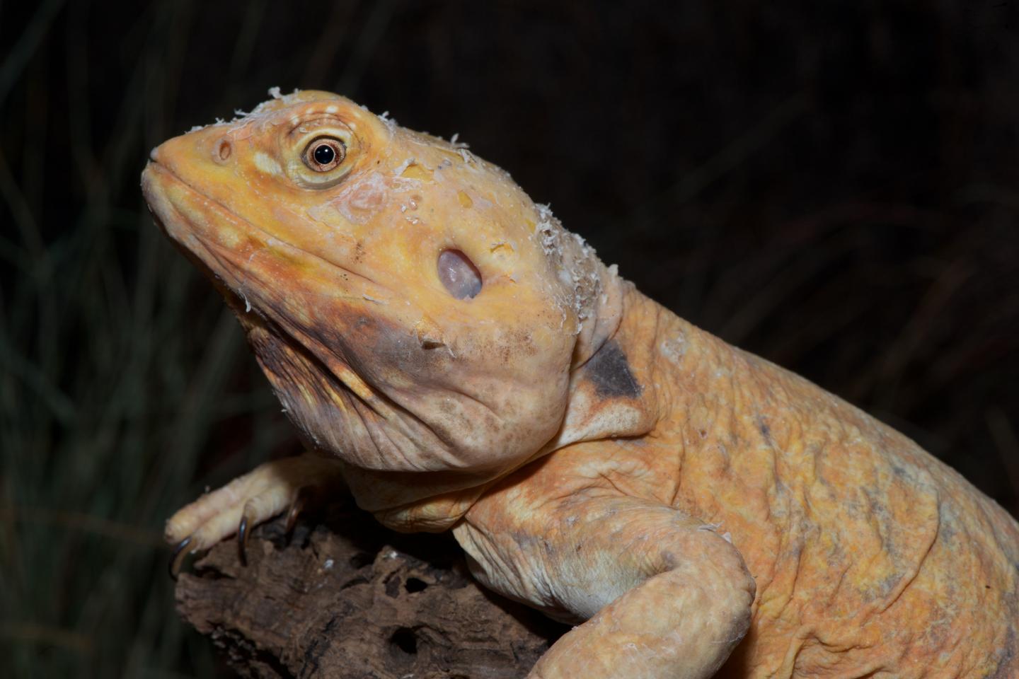 Reptile Scales, Bird Feathers, Mammal Hairs Evolved from Common Ancestor After All (8 of 9)