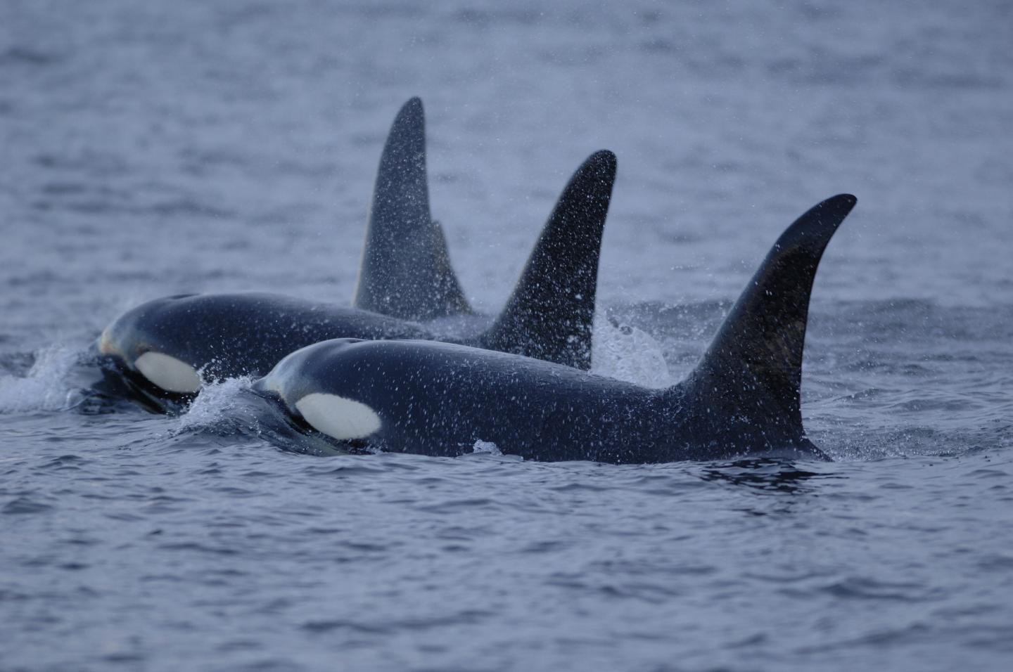Orcas