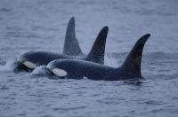 Orcas
