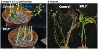 SPL7 Induces Suicide Germination of Striga and Protects Crops