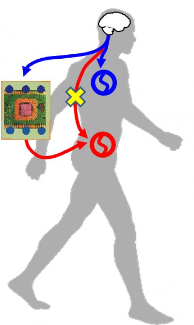 Artificial Connection