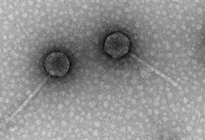 Viruses to Fight Bacteria