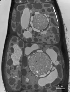250505-Kawai-Communication-Micrograph