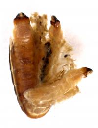 <i>Borneostyrax cristatus</i> Larvae
