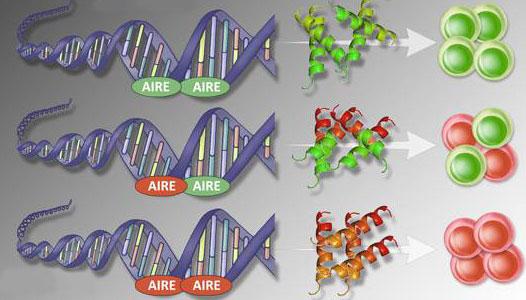 AIRE Mutations