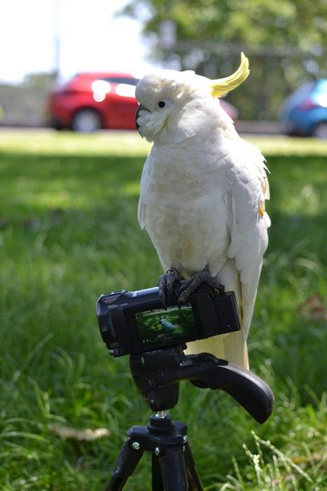 Wild parrots quickly learn to eat new foods by copying their friends