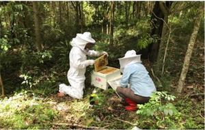 Researchers taking samples from a beehive.