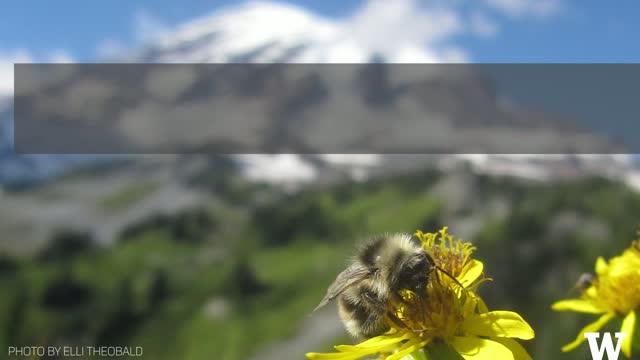 How Climate Change May Shape Wildflower Communities on Mt. Rainier