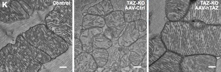 Normalizing cell mitochondria