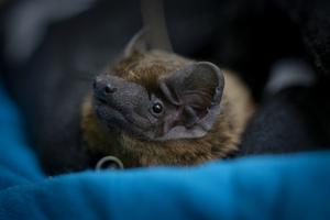 Common noctule bat