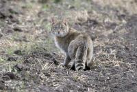 Chinese Mountain Cat (2 of 2)