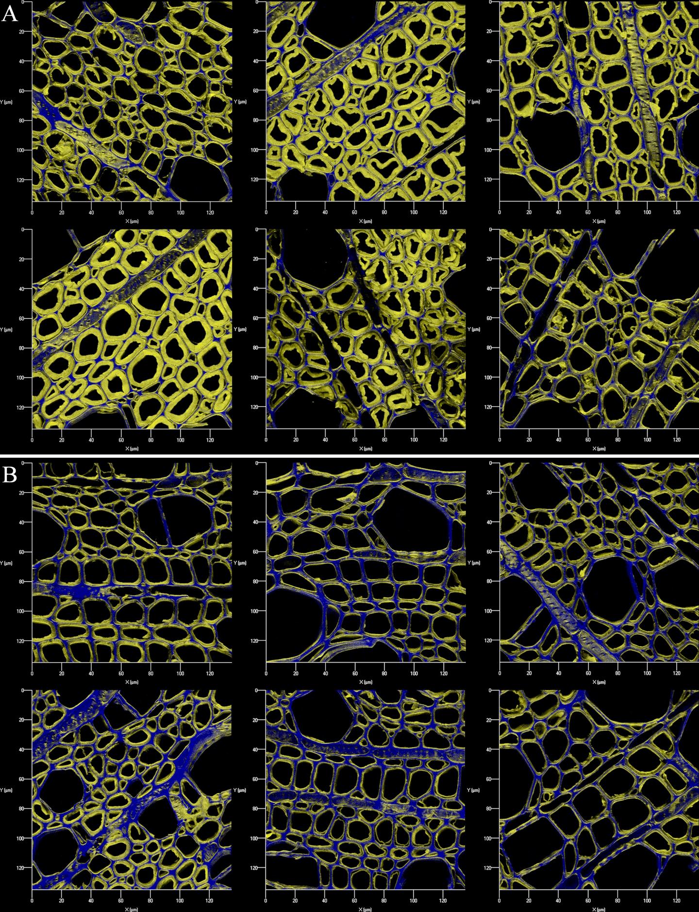 Bioenergy -- On the Surface