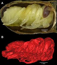 Modern and Ancient Bee Pupa