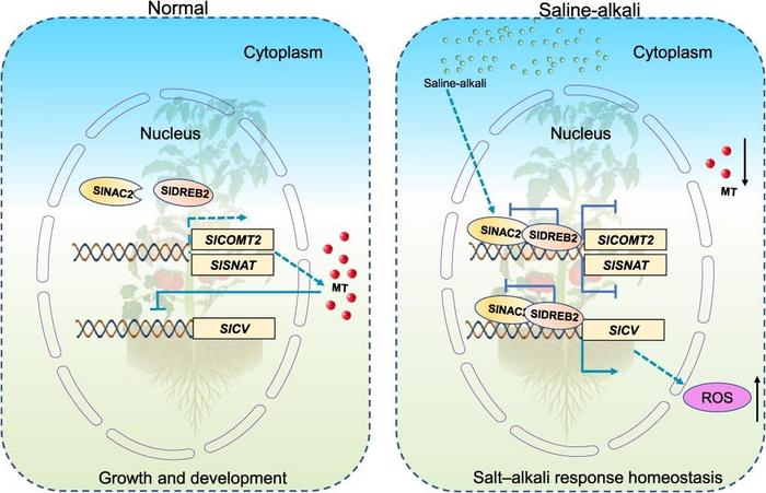 Schematic model depicting the role of SlNAC2 in regulating saline–alkali stress tolerance in tomato.