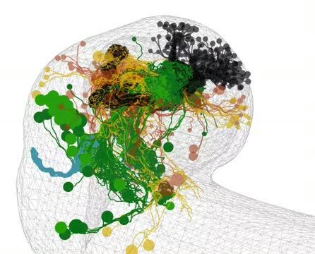 Larval Fly Mushroom Body Reconstruction