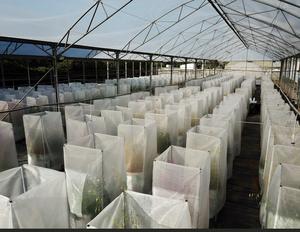 Experimental greenhouse containing the plant communities used in the study