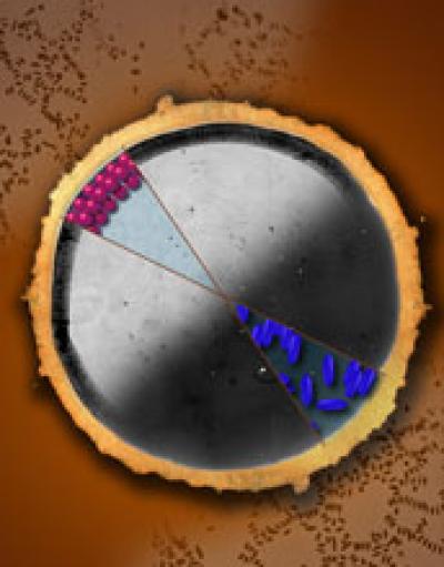 The Shape of Particles in a Drop of Liquid Plays a Role