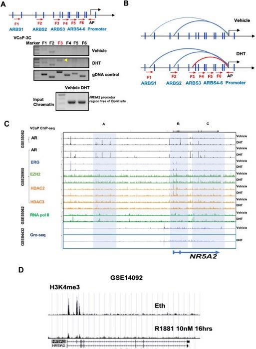 AR binding to enhancers and promoters of NR5A2 can induce an androgen-dependent chromatin looping pattern