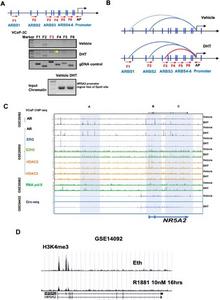 AR binding to enhancers and promoters of NR5A2 can induce an androgen-dependent chromatin looping pattern