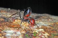 Minor Worker of <em>C. explodens</em>