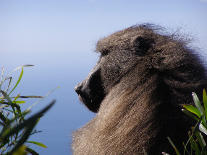 Baboon