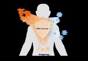 Extracellular RNAs from diverse sources constitute an integrated RNA immunity network in the human body.