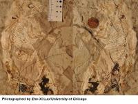 <I>Megaconus mammaliaformis</I>