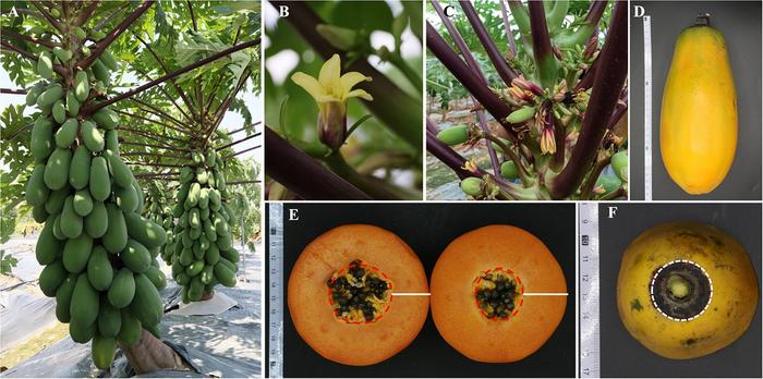 The papaya cultivar Zihui with high quality and high yield.