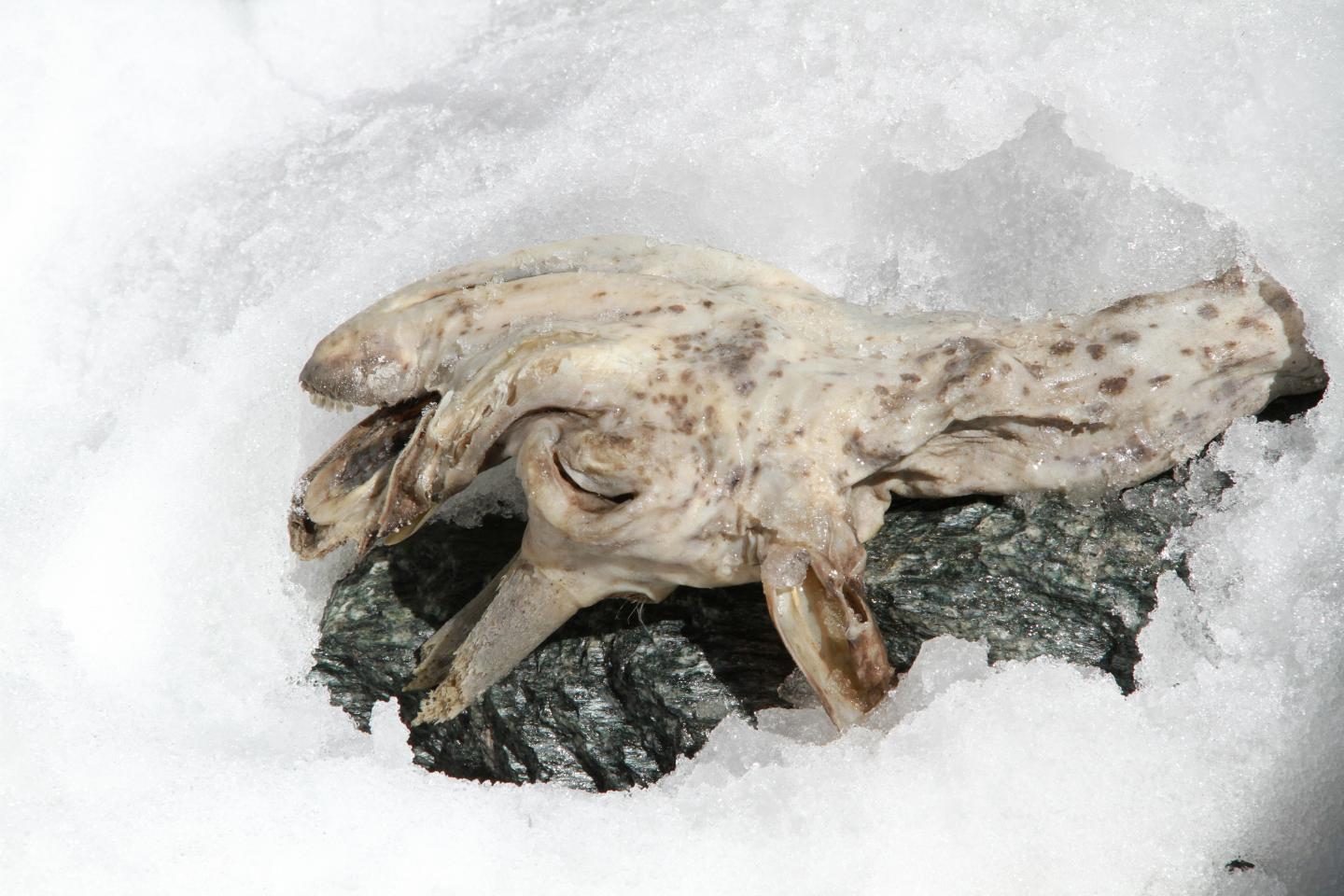Detail of the remains