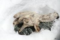 Detail of the remains