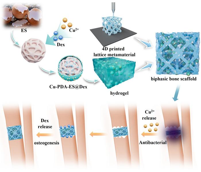 Biomimetic multifunctional biphasic bone scaffold