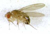 Drosophila