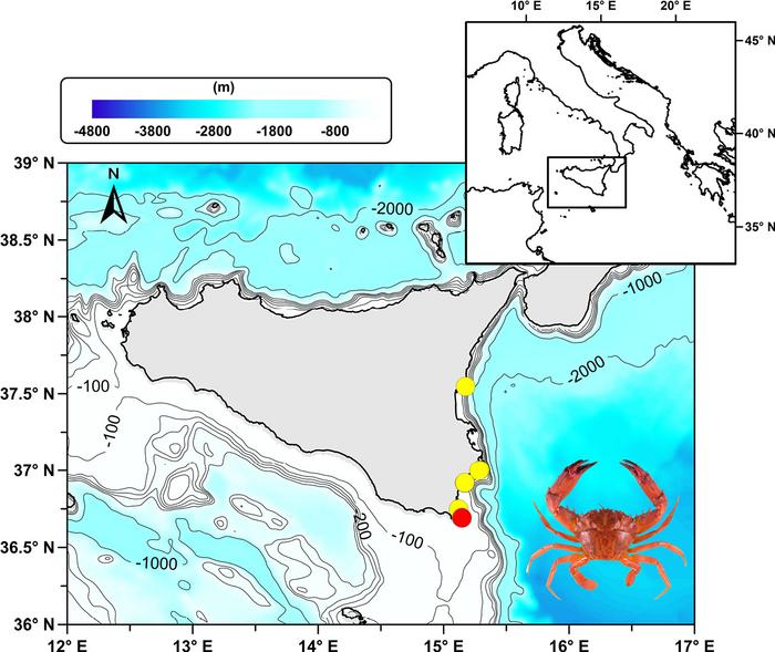 Distribution map of Gonioinfradens giardi
