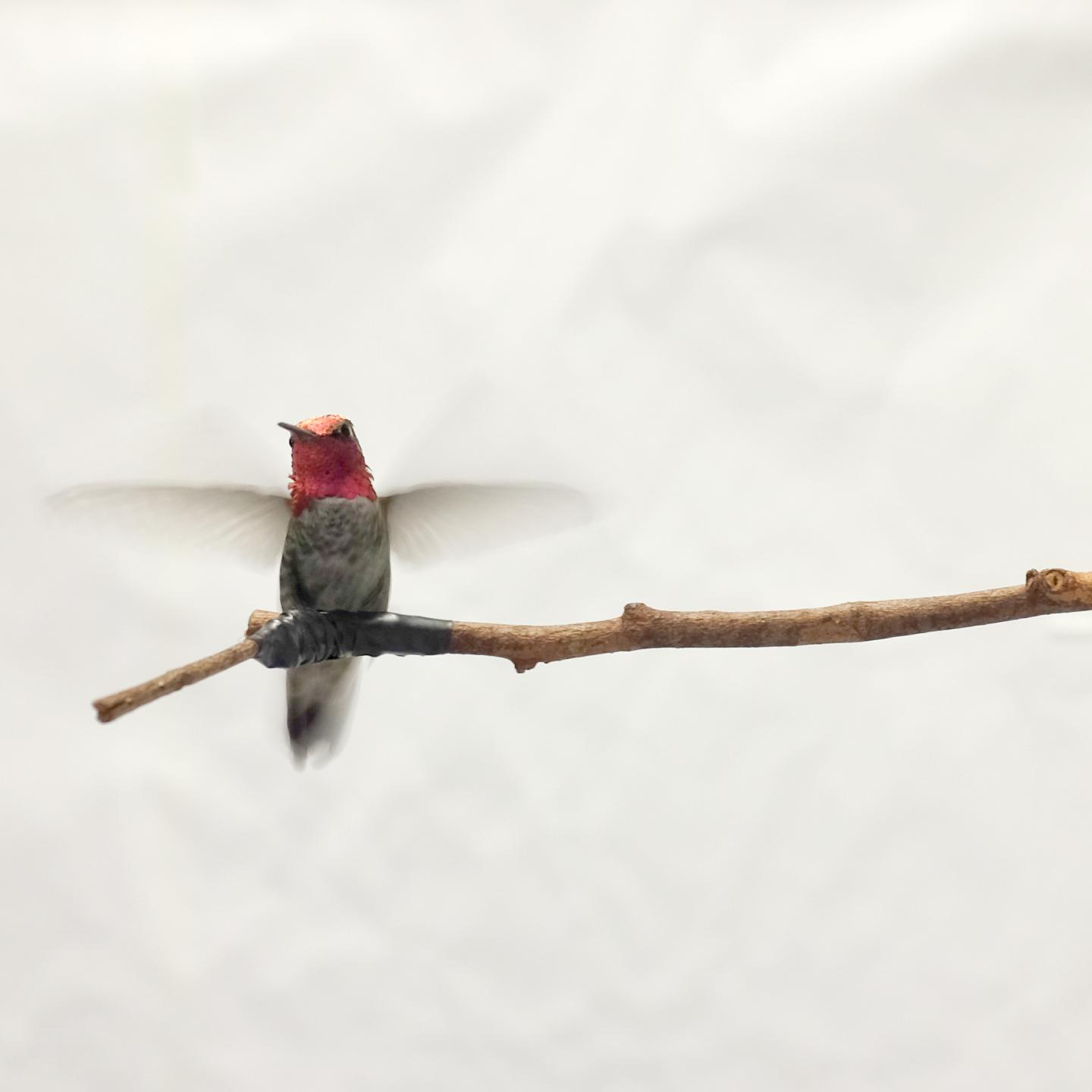 Anna's Hummingbird