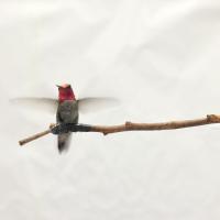 Anna's Hummingbird