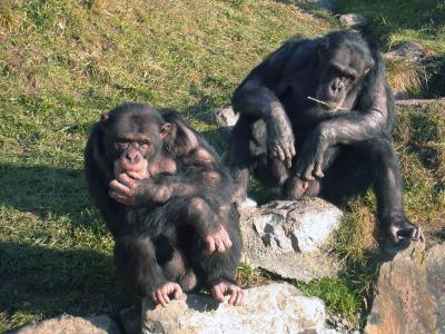 Chimpanzees Have Policemen, Too