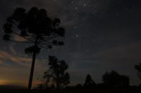 Monkey Puzzle