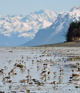 Western sandpipers